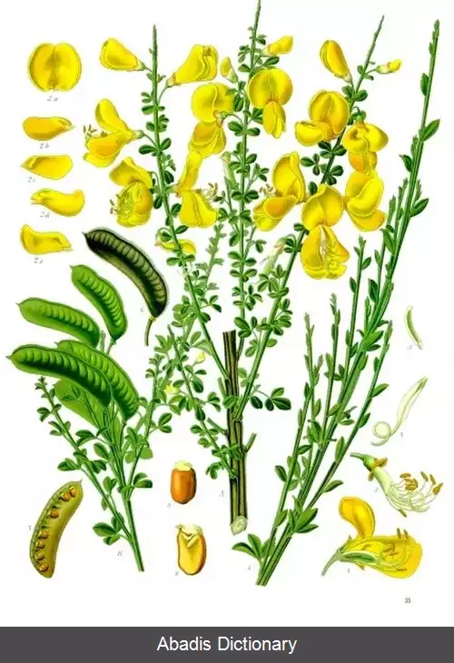 عکس رتم جارویی