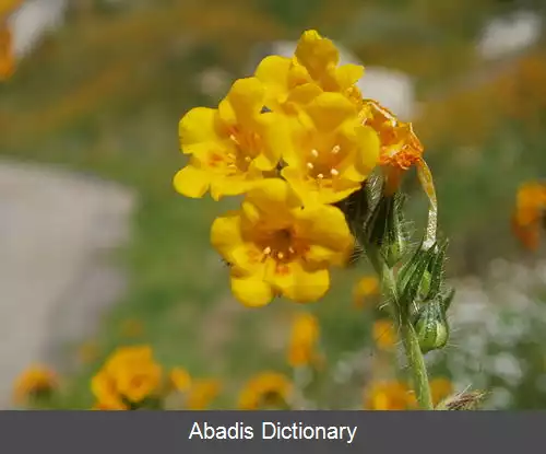 عکس گل کمانچه ای