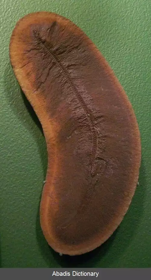 عکس آتشین واران