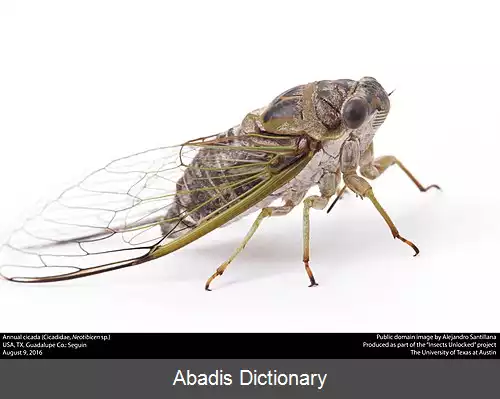 عکس زنجرگان