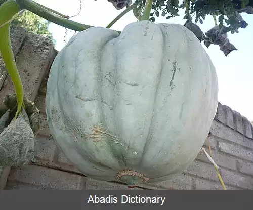 عکس کدو تنبل آبی