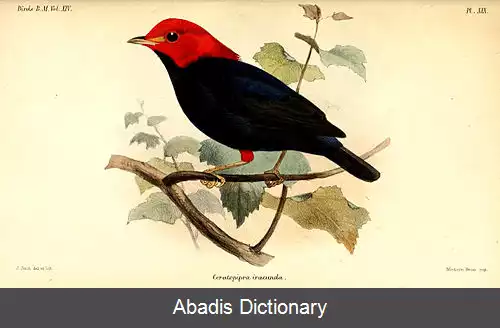 عکس رنگینک شاخ سرخ