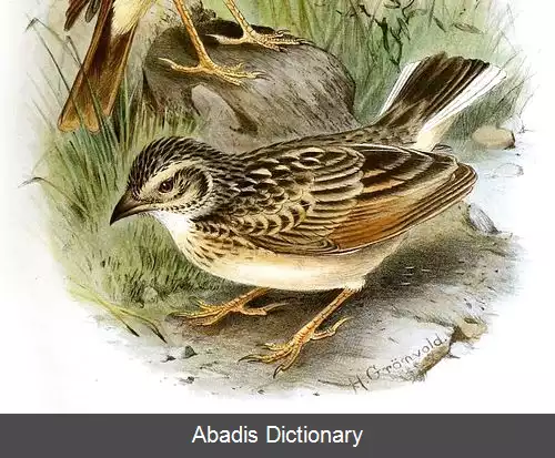 عکس چکاوک دم سفید
