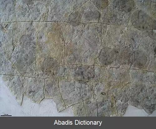 عکس رد سنگواره ای