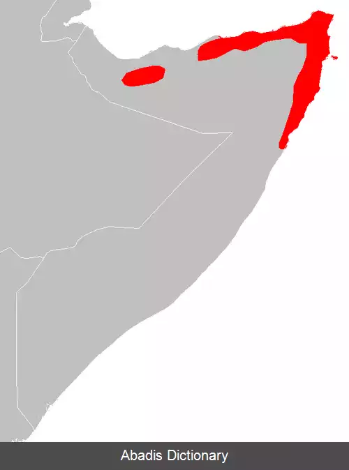 عکس کبوتر سومالی