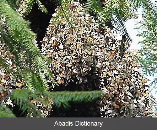 عکس ذخیره گاه زیست کره پروانه شهریار