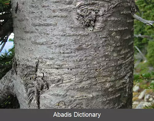 عکس نراد کوهپایه ای