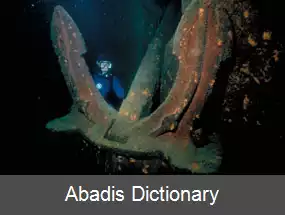 عکس اس اس امپرور