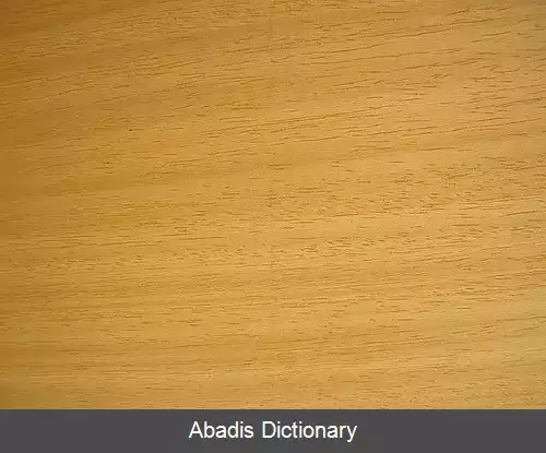 عکس درخت قاب