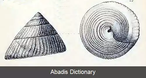 عکس قیف دیس کاو