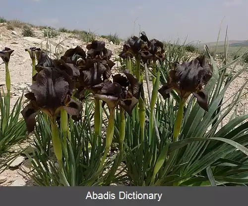 عکس زنبق بصری