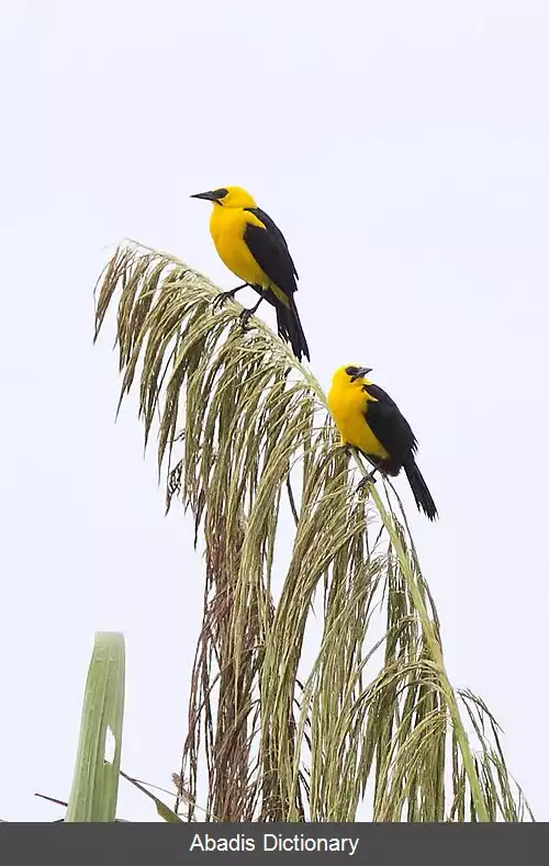 عکس سیاه مرغ پری شاهرخی