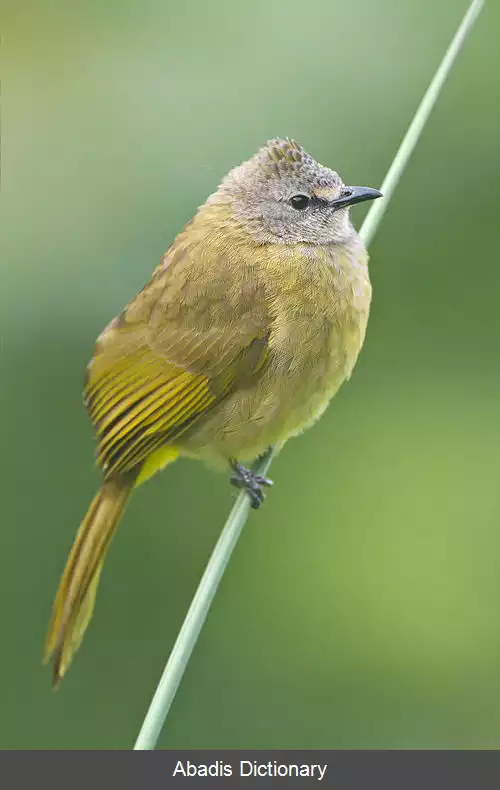 عکس بلبل زردفام