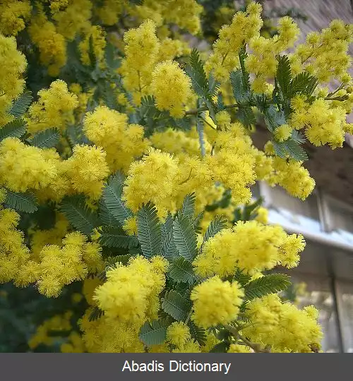عکس آکاسیای بایلیانا