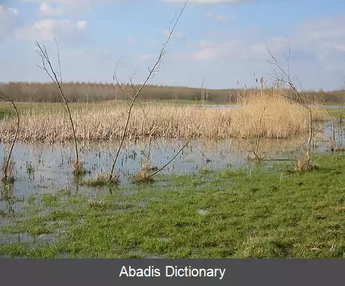 عکس زی ولده