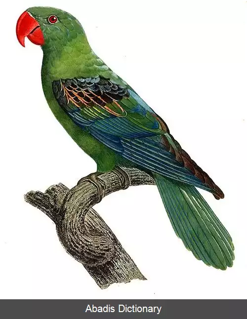 عکس طوطی های ملانزی