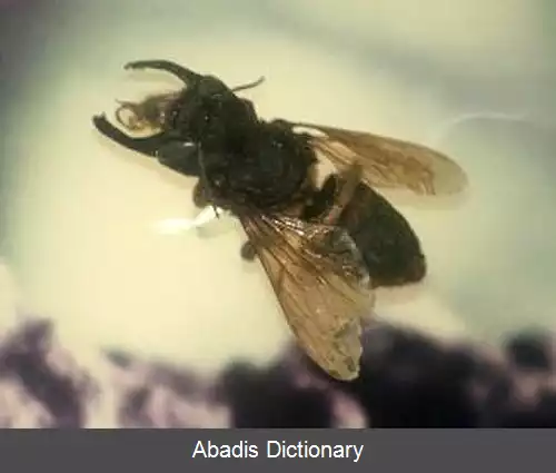 عکس زنبور بزرگ والاس