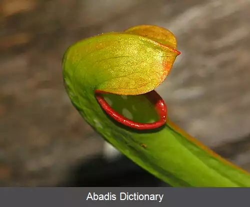 عکس کوزه شیپوری کلاه دار