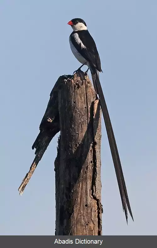 عکس ویداها