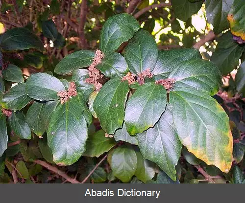 عکس فرفیون بویناک