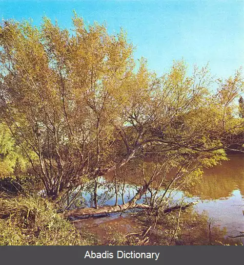 عکس درخت ارجون استرالیایی