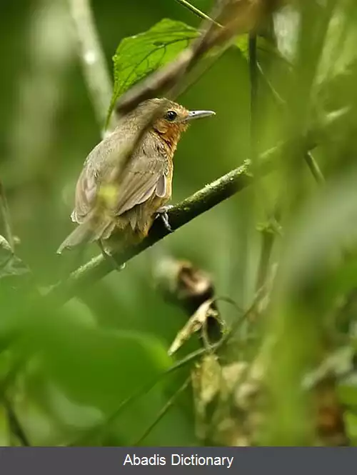 عکس دم بلندها