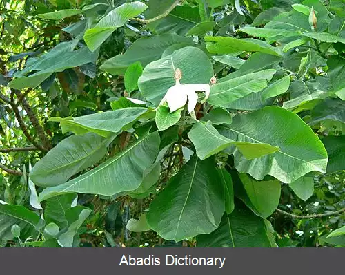 عکس مگنولیا نقره ای