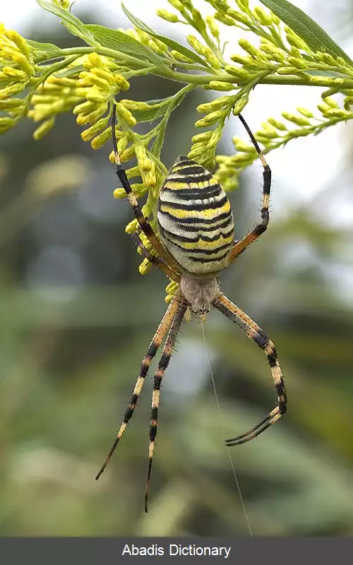 عکس عنکبوت زنبوری