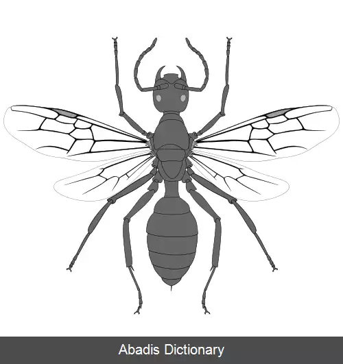 عکس فهرست زیرتیره های مورچه ها