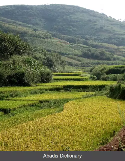 عکس برنج چندساله