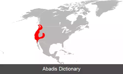 عکس کنه پاسیاه غربی