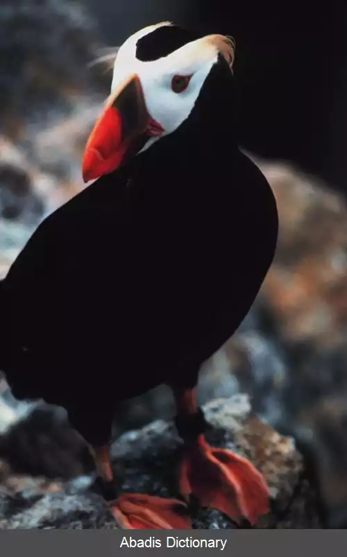 عکس آب خشکی مرغان