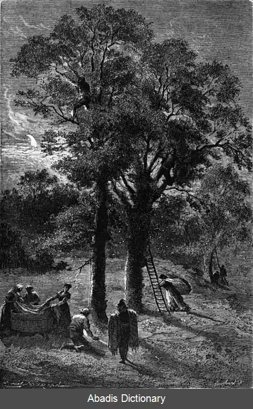 عکس مگس اسپانیایی