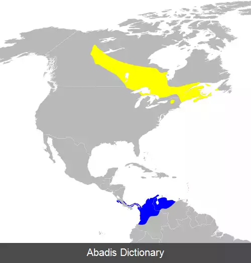 عکس سسک سینه بلوطی