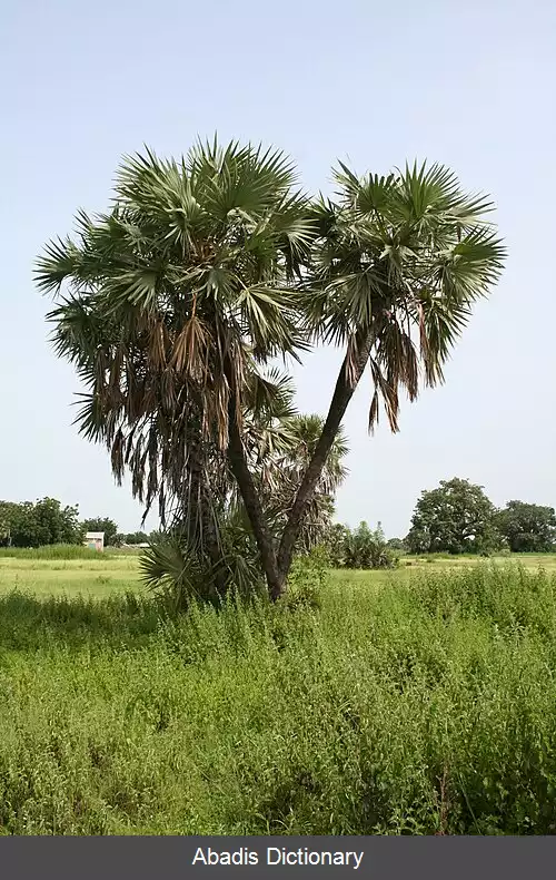 عکس پالمیرانخل تباران