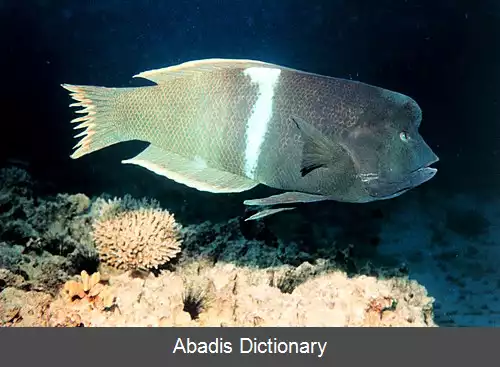 عکس زمردماهی دلقک