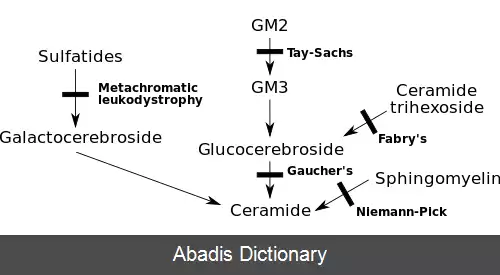 عکس اسفنگولیپیدوز