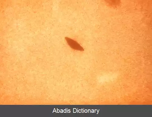 عکس استرپتوکوک سالیواریوس