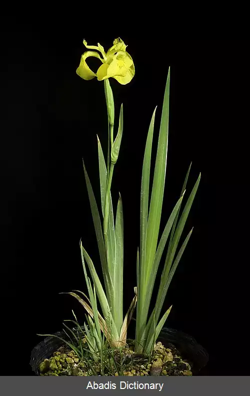 عکس زنبق ماکی