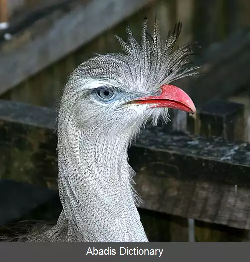 عکس کاکل پیشانی پاسرخ