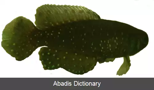 عکس برکه ماهی های سگی