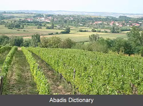 عکس زوکه (لازارواتس)