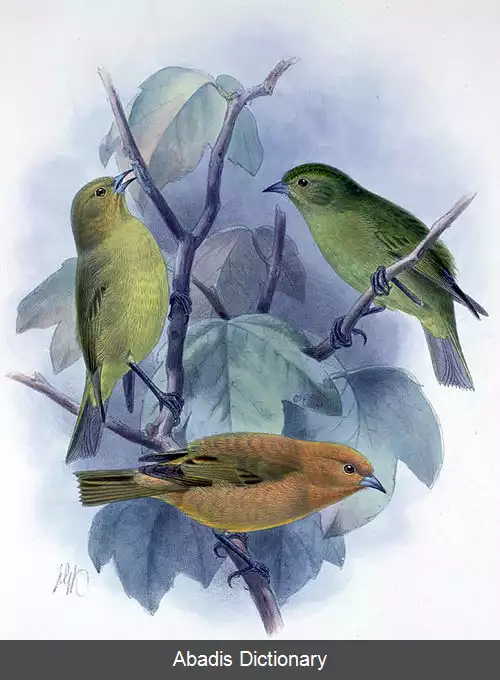 عکس سهره چابک مائوئی
