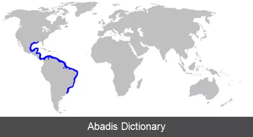 عکس کوسه دم کوچک