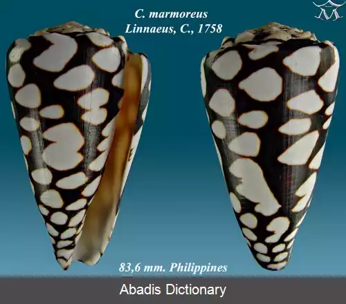 عکس قیفی بی الگو