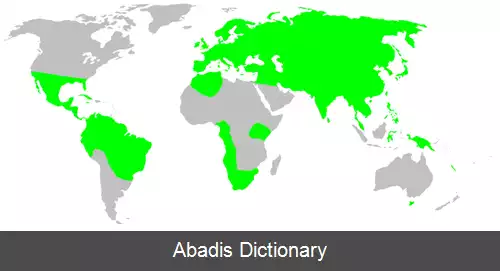 عکس عنکبوت های گردباف مهمیزدار