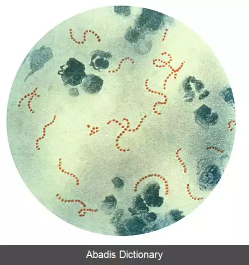 عکس فلور (میکروبیولوژی)
