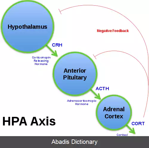 عکس محور هیپوتالاموس هیپوفیز فوق کلیه
