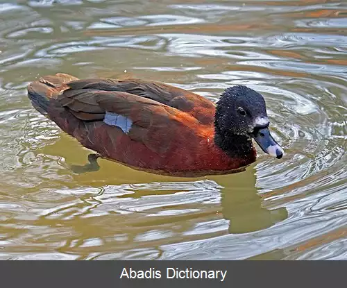 عکس مرغابی هارتلاوب