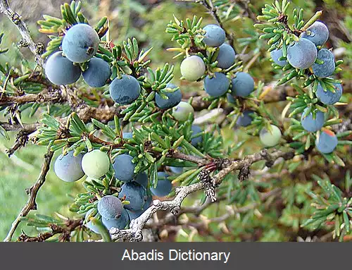 عکس زرشک پرتیغ